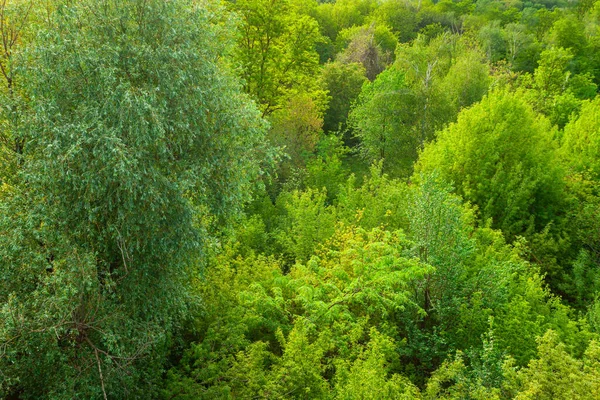 Текстура Весняного Листяного Лісу — стокове фото