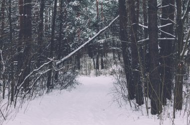 Forest Road