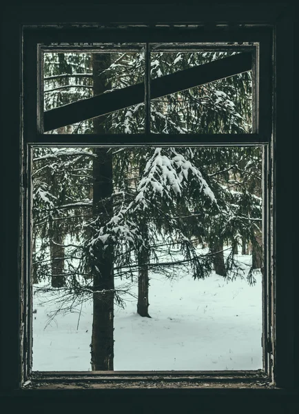 Зимний лес из заброшенного дома — стоковое фото