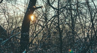 Ormanda gün batımı