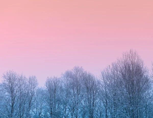 I skogen — Stockfoto