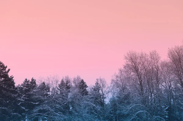 Dans la forêt — Photo