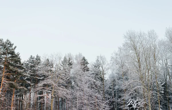 Les arbres dans la forêt — Photo