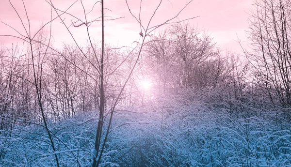 Coucher de soleil dans la forêt — Photo