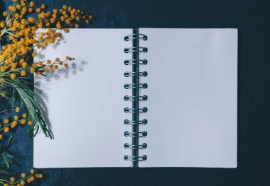 Mimoza ve boş defter