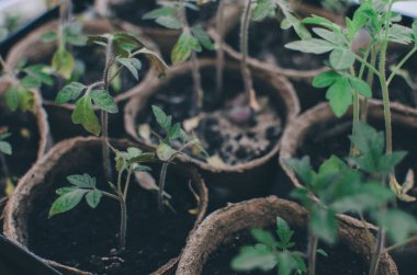 Bahar domates bitkiler