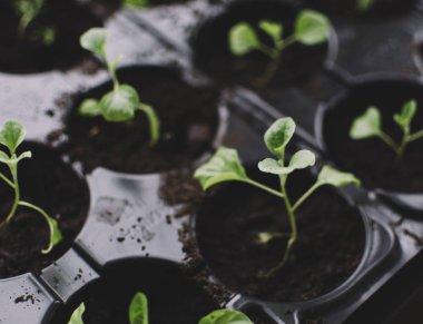 Bahar yeşil bitkiler