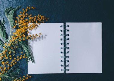 Mimoza ve boş defter