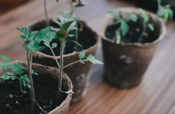 Lente tomatenplanten — Stockfoto