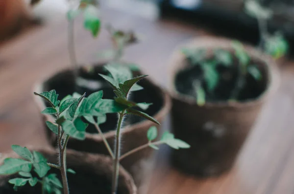 Lente tomatenplanten — Stockfoto