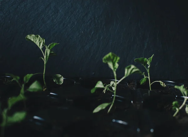 春の緑の植物 — ストック写真