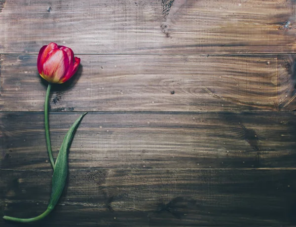 Een rode tulip — Stockfoto