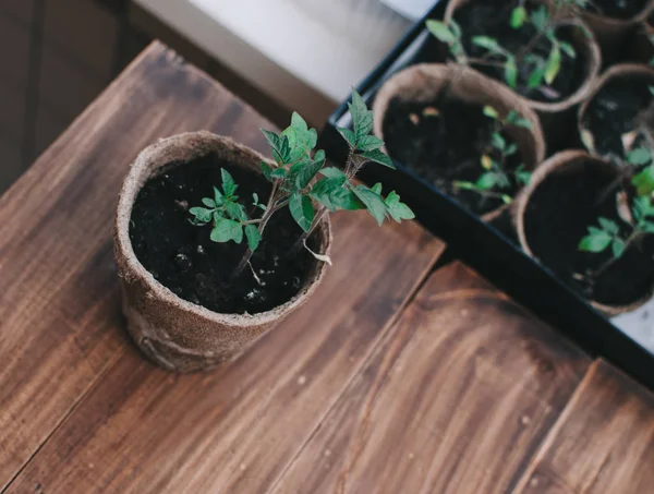 Lente tomatenplanten — Stockfoto