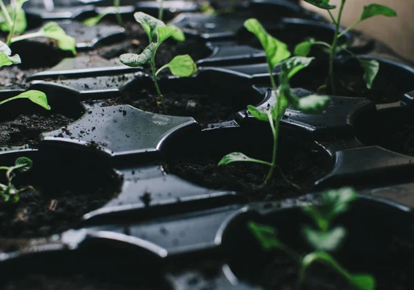 Voorjaar groene planten — Stockfoto