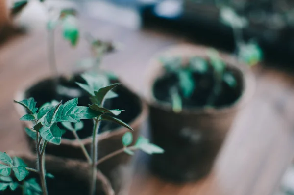 春の緑の植物 — ストック写真