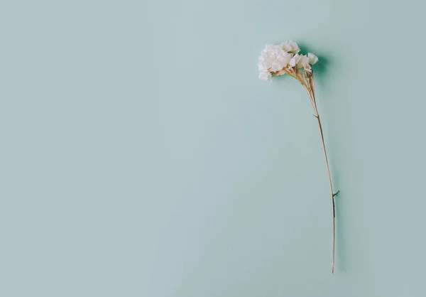 Flor seca tierna — Foto de Stock