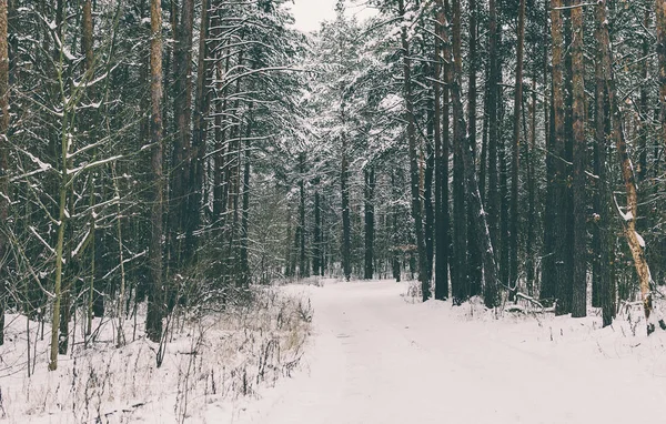 Stromy v zimním lese — Stock fotografie