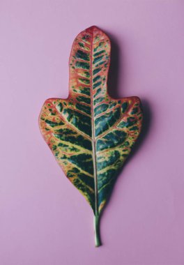 Büyük yaprak yeşil