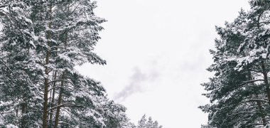 Ormanda kardaki ağaçlar