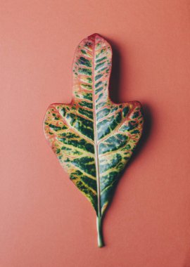 Büyük yaprak yeşil