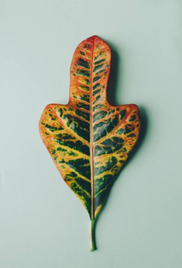 Büyük yaprak yeşil