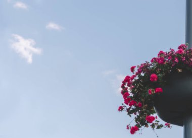 Çiçek açan çiçekler ve gökyüzü