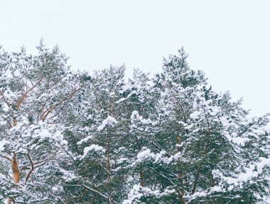 Karda yaprak dökmeyen ağaçlar