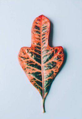 Büyük yaprak yeşil