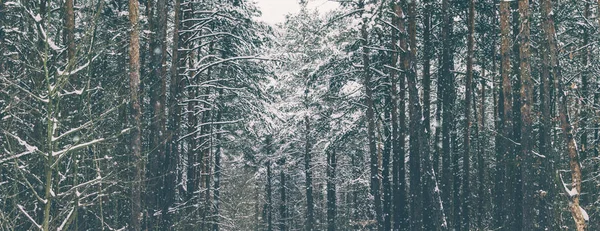 Árboles en el bosque de invierno — Foto de Stock