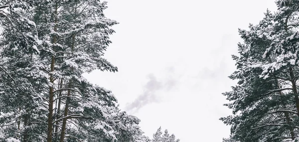 Stromy ve sněhu v lese — Stock fotografie