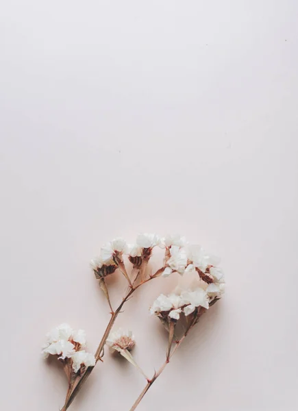 Flores secas tiernas — Foto de Stock