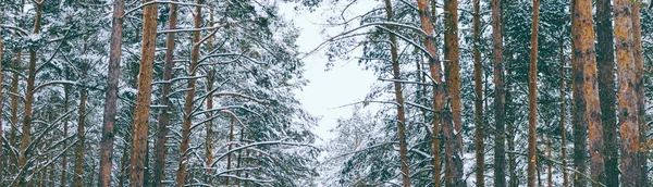 Abeto en el bosque — Foto de Stock