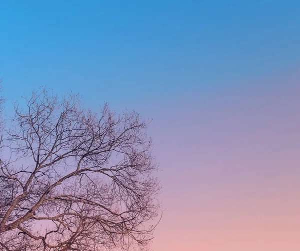 Ramas de árbol en el cielo azul — Foto de Stock