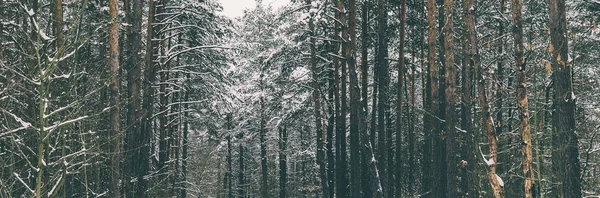 冬の雪の中の木 — ストック写真