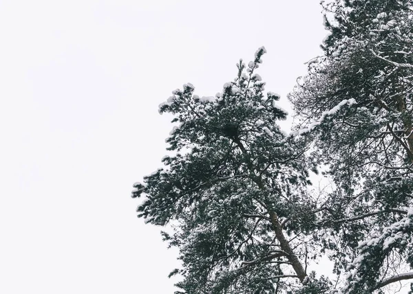Árboles en la nieve en el bosque — Foto de Stock