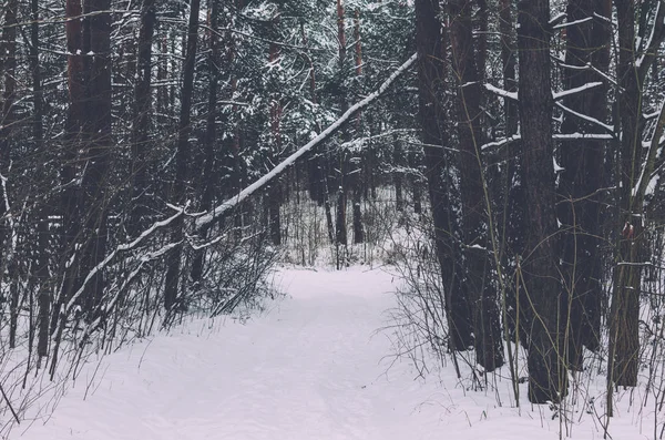 Stromy v zimním lese — Stock fotografie