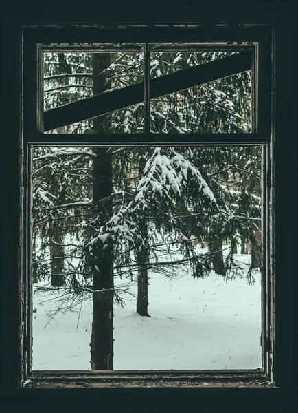 Зимовий ліс з покинутого будинку Стокове Фото