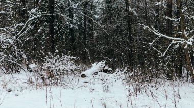 ağaçlarda kar kış