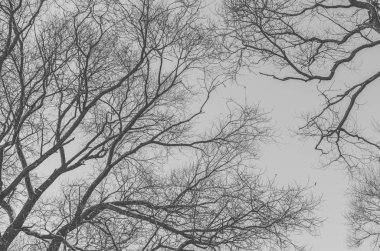 ağaçların dalları kış zamanında