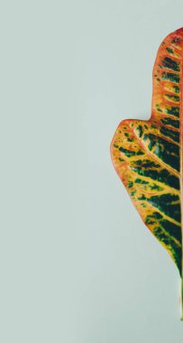 Büyük yaprak yeşil