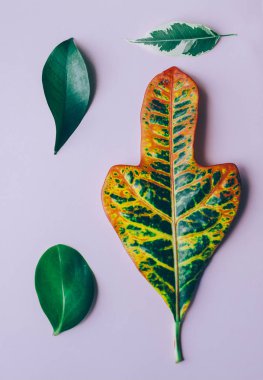 Yeşil yaprakları muhtelif