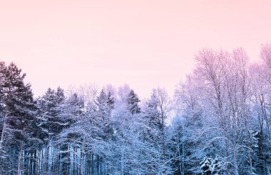 Ormandaki Donmuş Göl