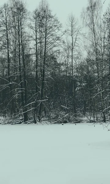 Stromy ve sněhu po sněžení — Stock fotografie