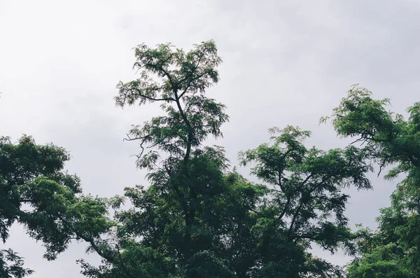 Árboles verdes en el parque — Foto de Stock