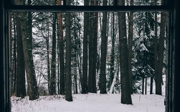 Bosque de invierno de casa abandonada — Foto de Stock