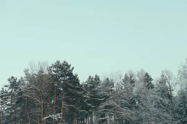 Arbres dans la forêt d'hiver — Photo