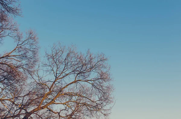 Ramas de árbol en el cielo azul — Foto de Stock