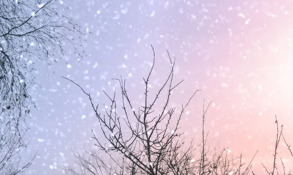 Bello ramo d'albero nella neve — Foto Stock