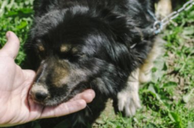 Erkek el okşayarak köpek 