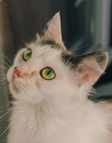 Lindo gato con ojos verdes —  Fotos de Stock